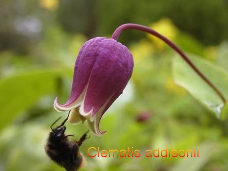 Clematis addisonii