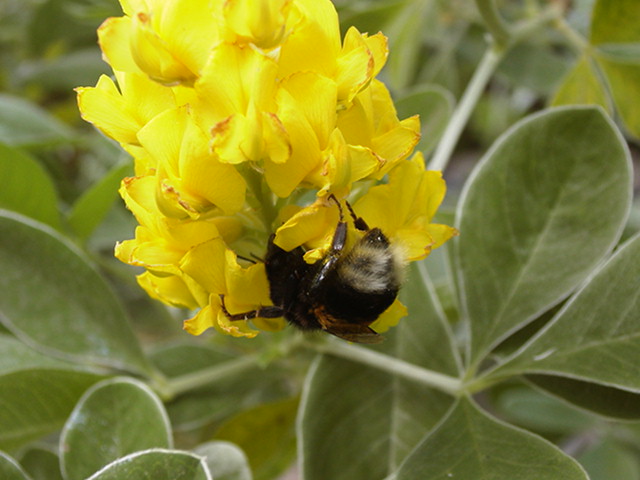 Cytisus battandieri