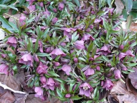 Helleborus hybrid